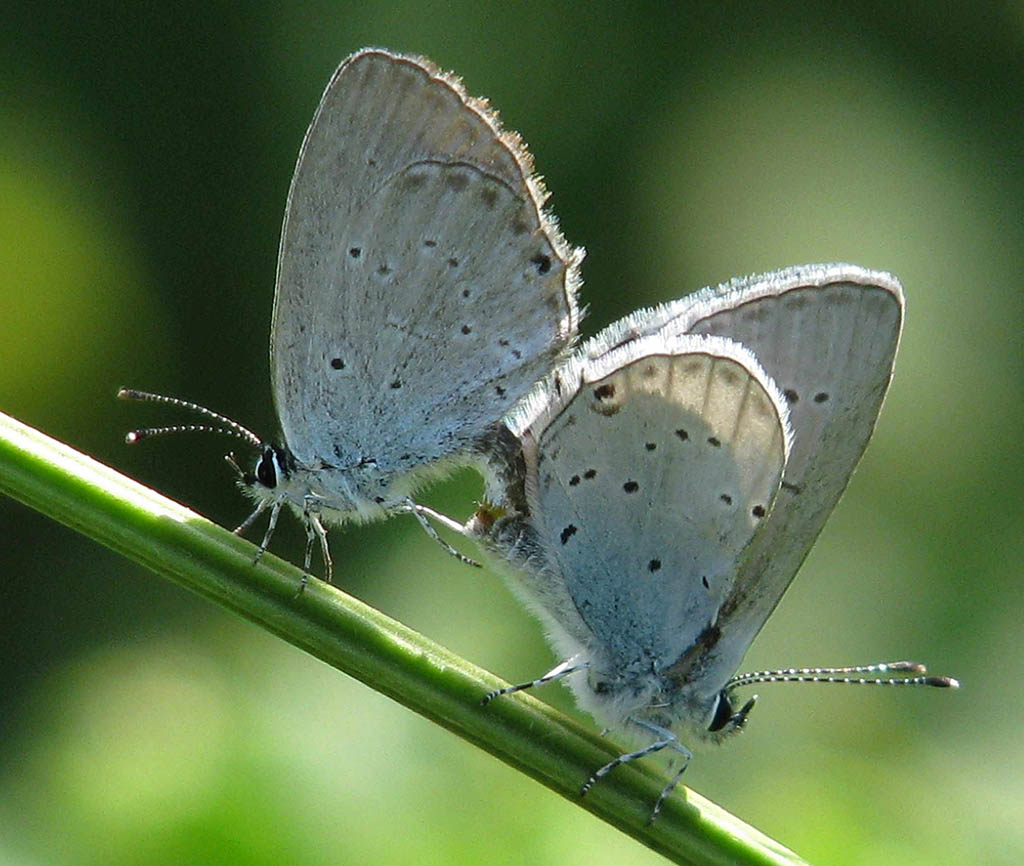 Голубянка Алцеста (Everes alcetas)