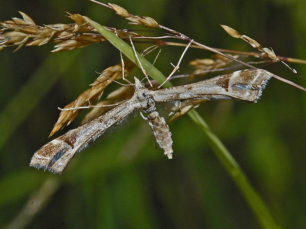 Пальцекрылка мать-и-мачеховая (Platyptilia gonodactyla)