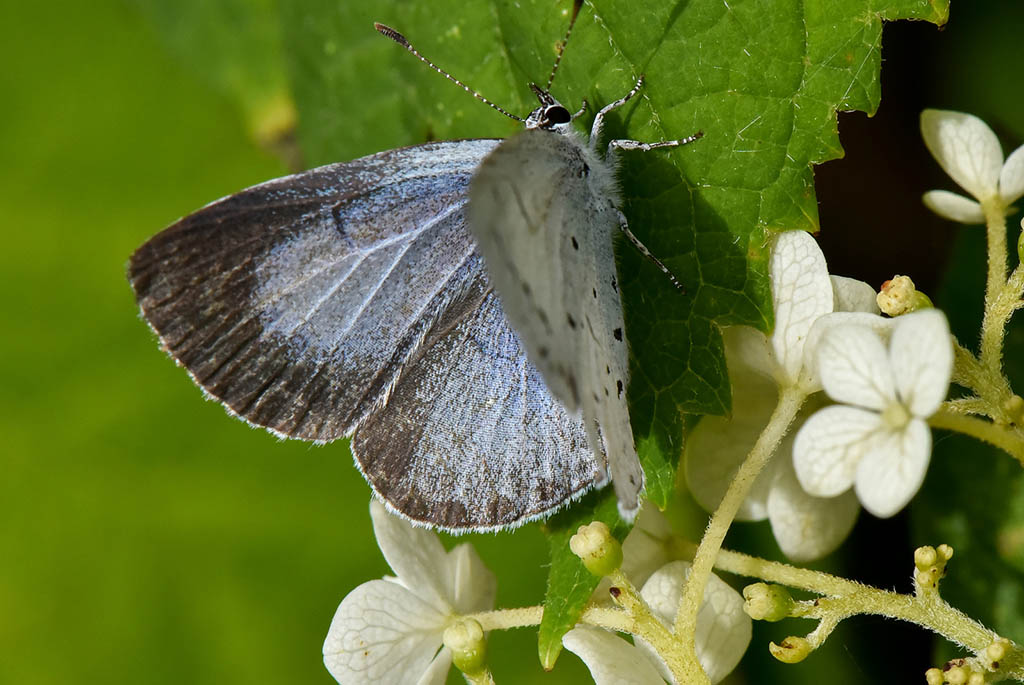 Голубянка весенняя (Celastrina argiolus)