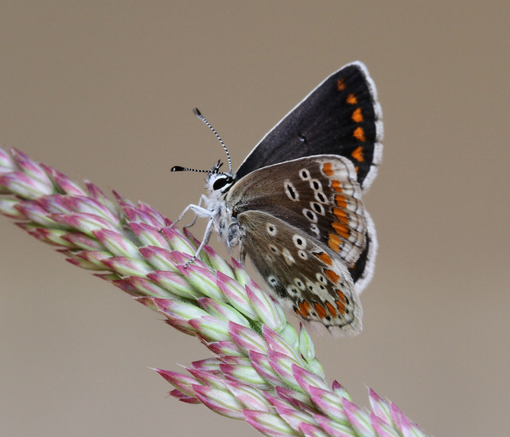 Голубянка Артаксеркс (Aricia artaxerxes)