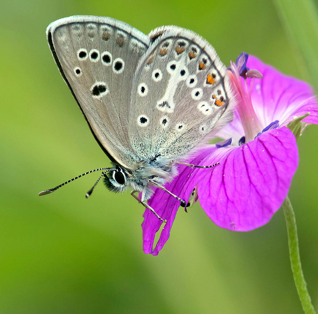 Голубянка Эвмед (Aricia eumedon)