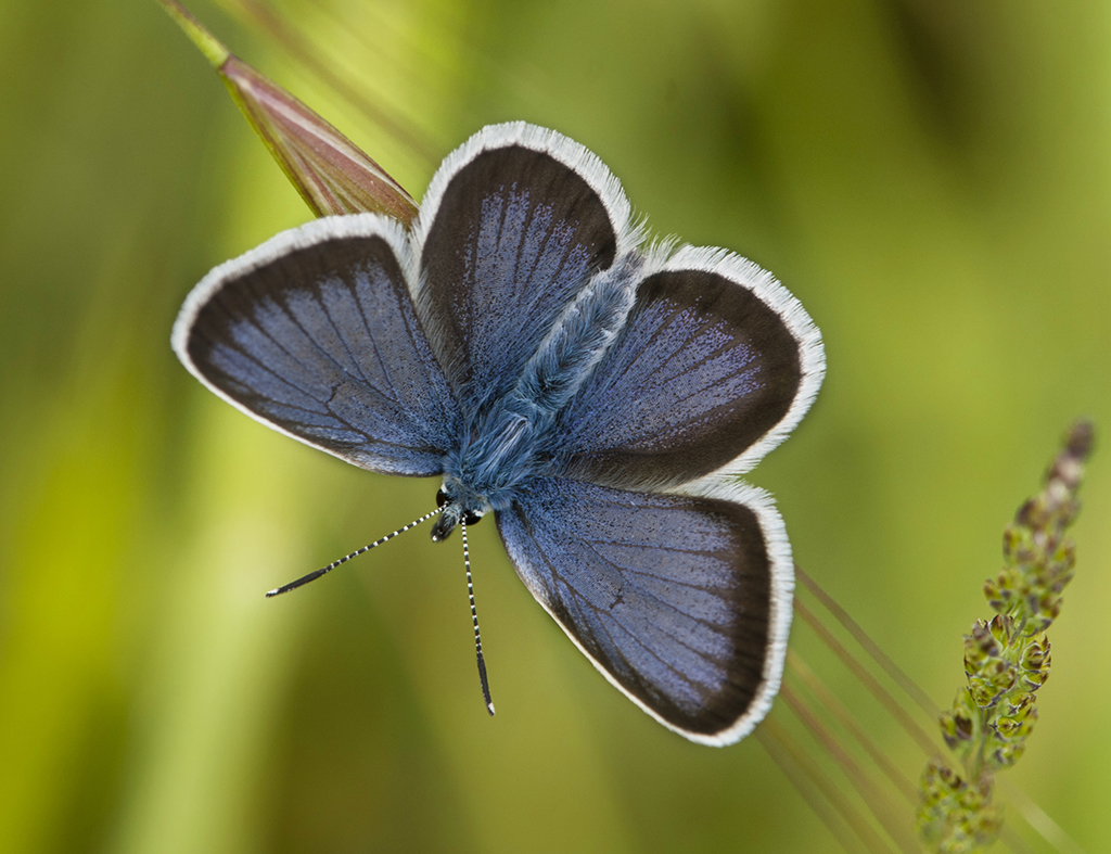 Голубянка Аргус (Plebejus argus), самец