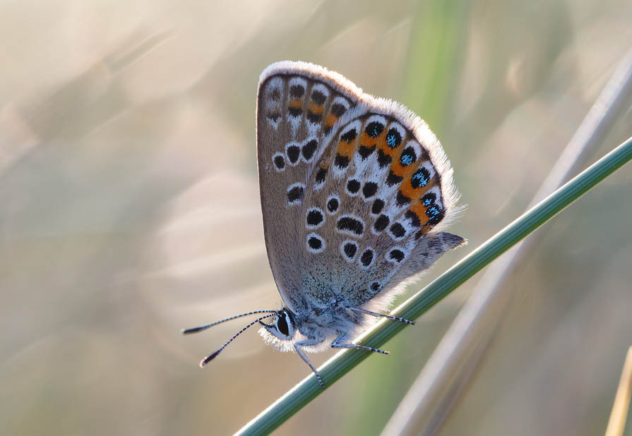 Голубянка Аргус (Plebejus argus), самка