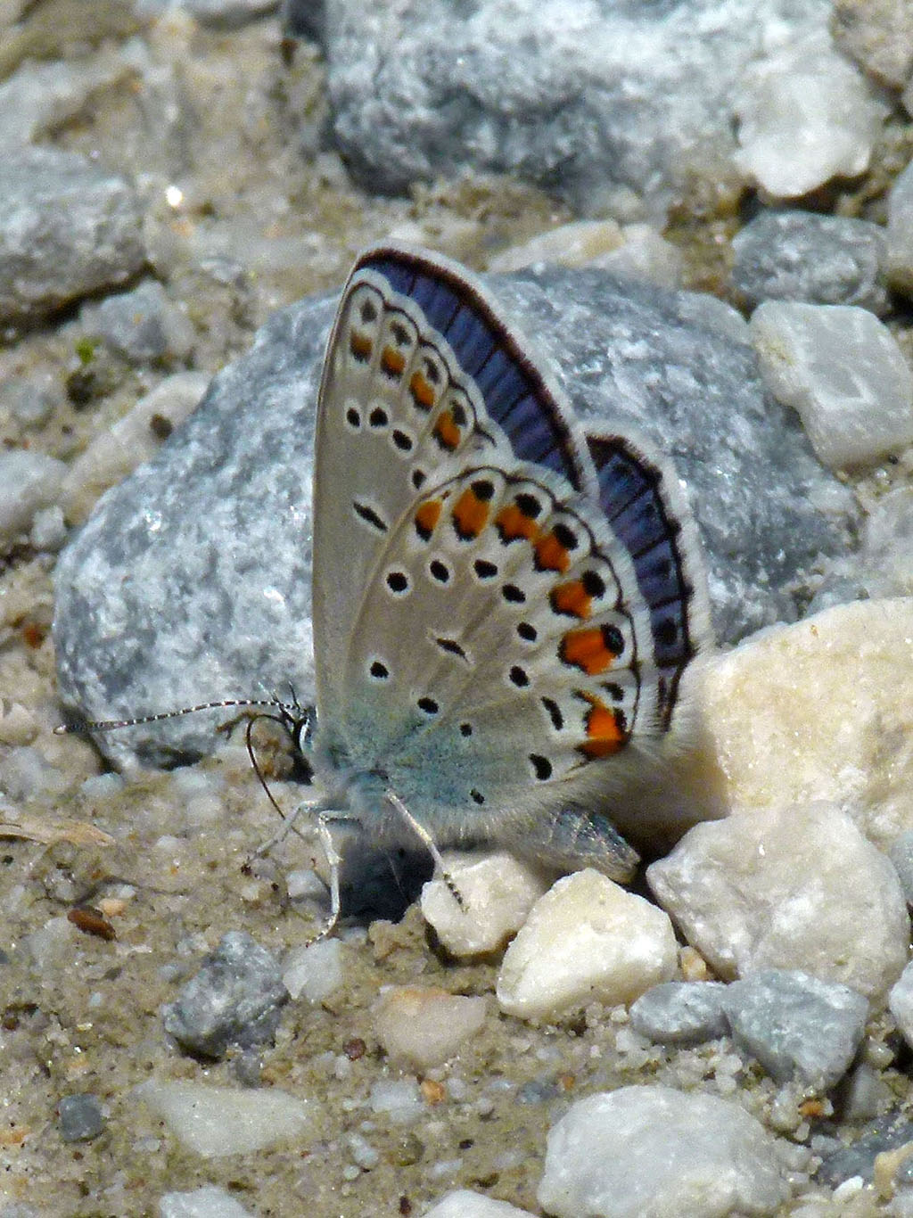 Голубянка Пилаон (Plebejus pylaon)