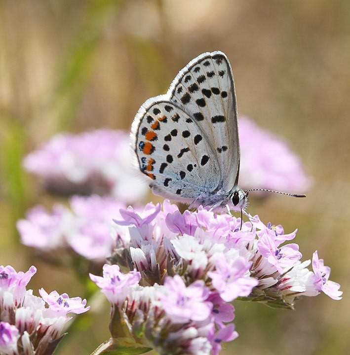 Голубянка циановая (Plebejus cyane)