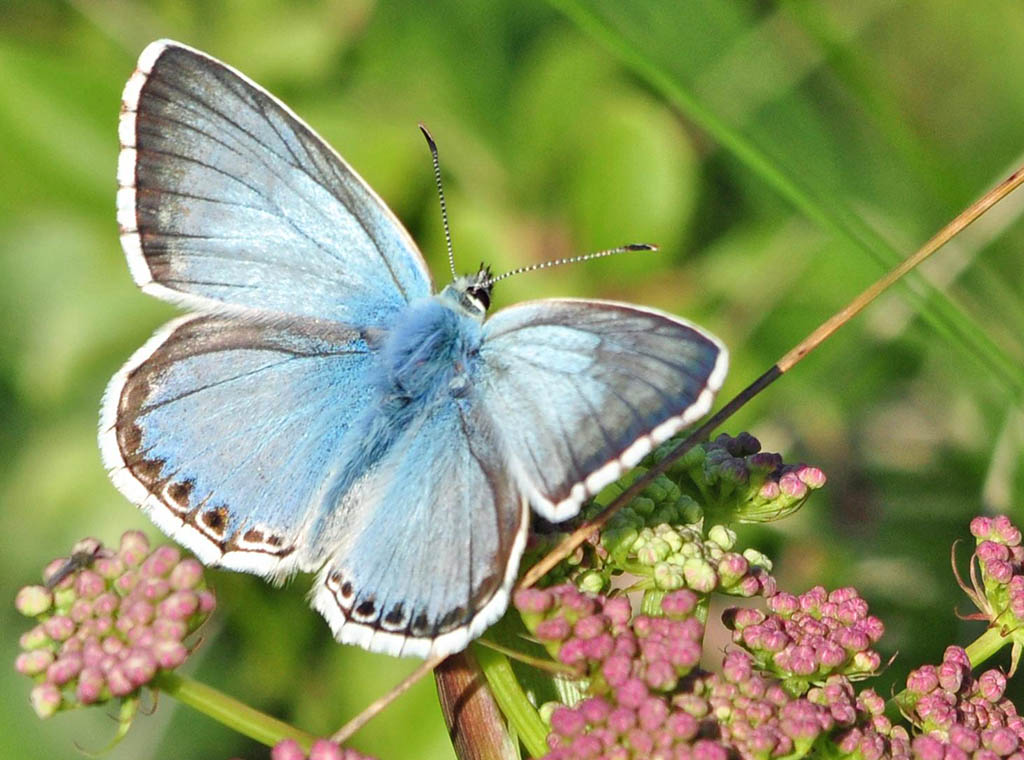 Голубянка Коридон (Polyommatus coridom)