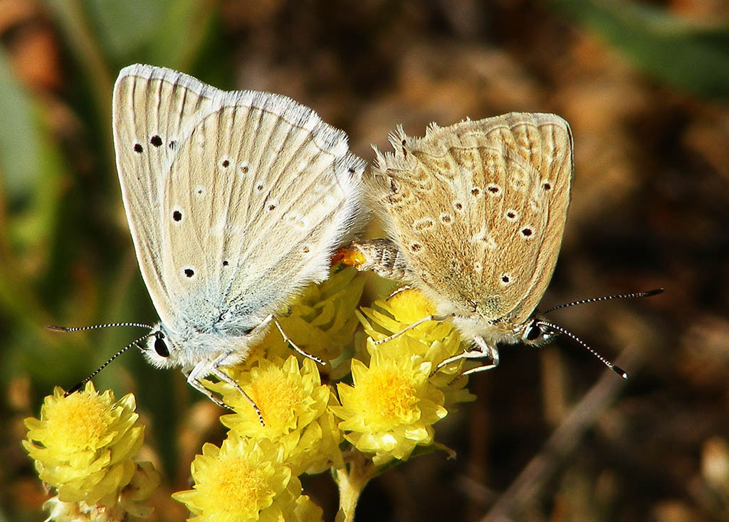 Голубянка Дафнис (Polyommatus daphnis)