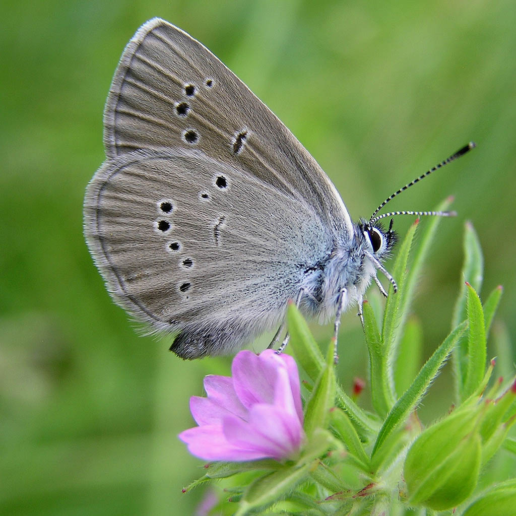 Голубянка лесная (Cyaniris semiargus)