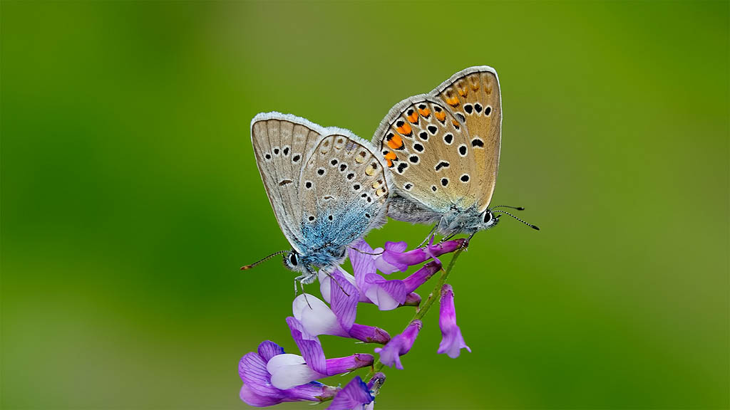 Голубянка Аманда (Polyommatus amandus)