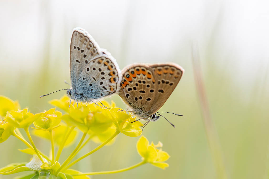 Голубянка Икар (Polyommatus icarus)