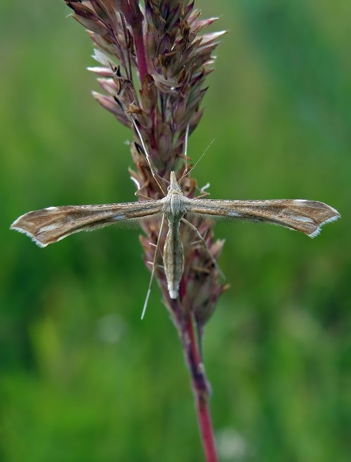 Пальцекрылка волжская (Pterophorus volgensis)