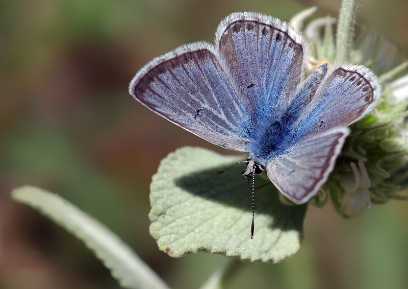 Голубянка Буадюваля (Polyommatus boisduvalii)