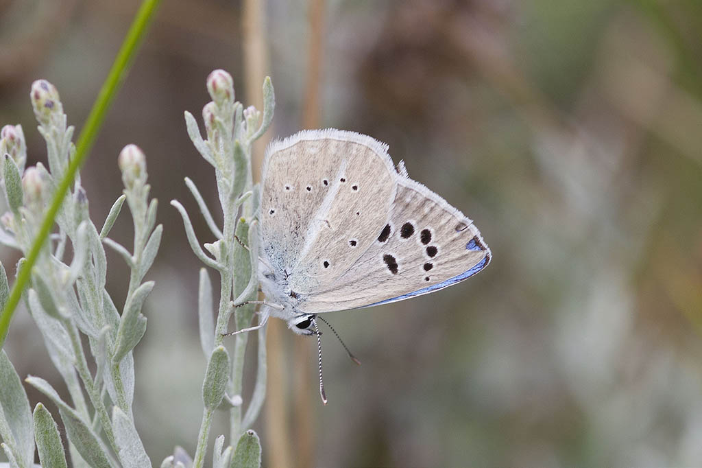 Голубянка Дамокл (Polyommatus damocles)