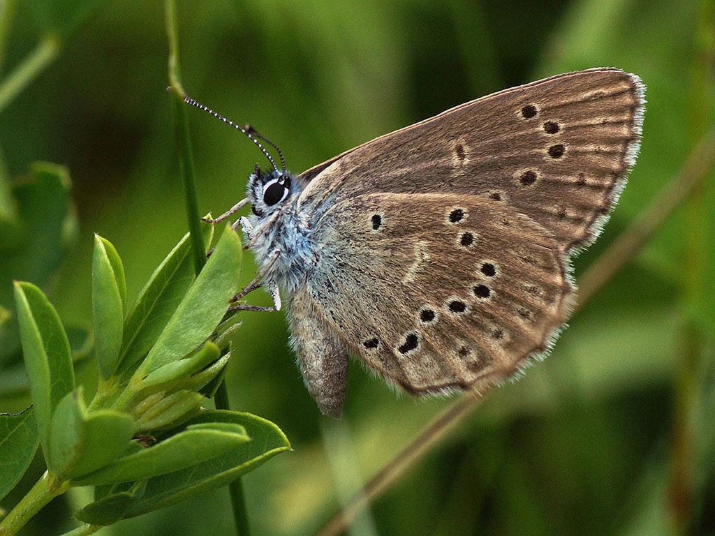 Голубянка Алькон (Maculinea alcon)