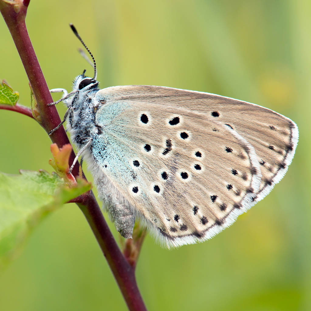 Голубянка Арион (Maculinea arion)