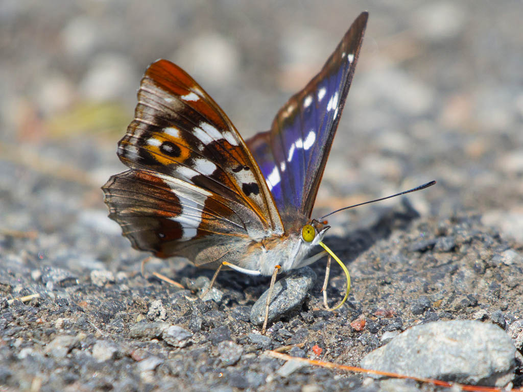 Переливница большая (Apatura iris)