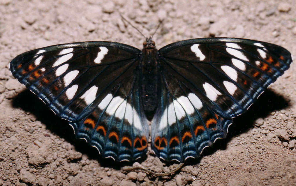 Ленточник тополевый (Limenitis populi)