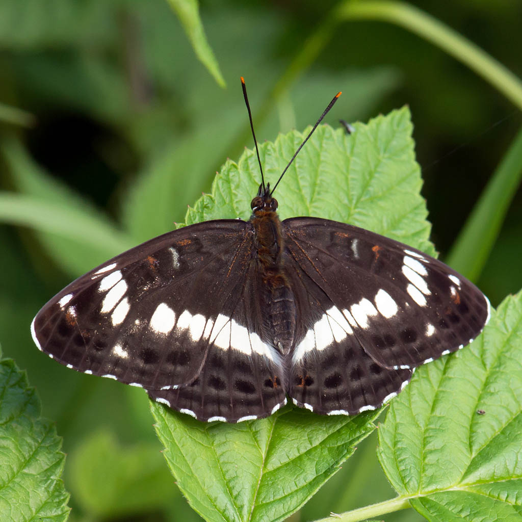 Ленточник Камилла (Limenitis Camilla)