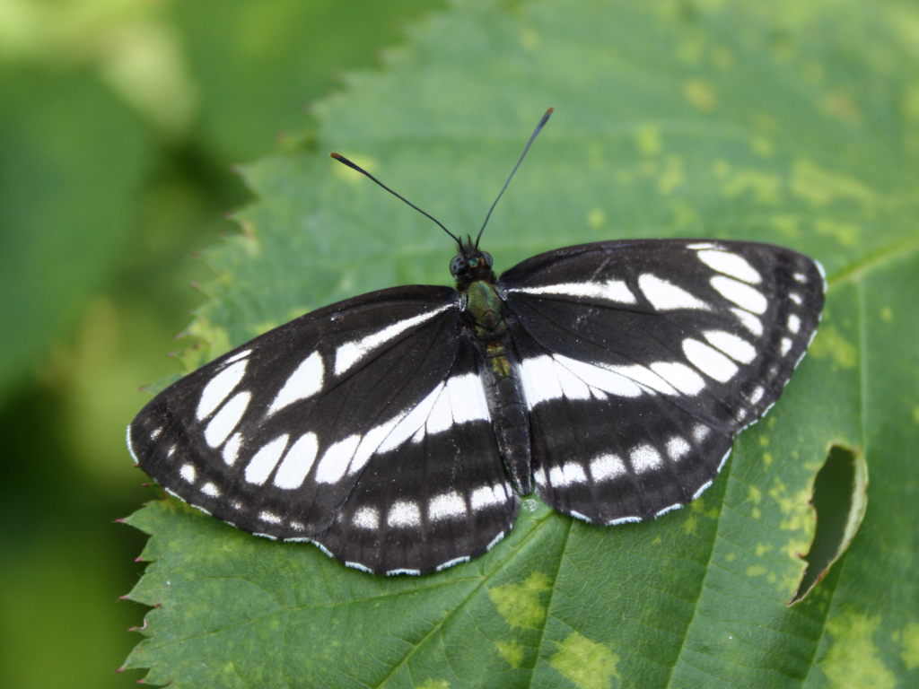 Пеструшка таволговая (Nertis rivularis)