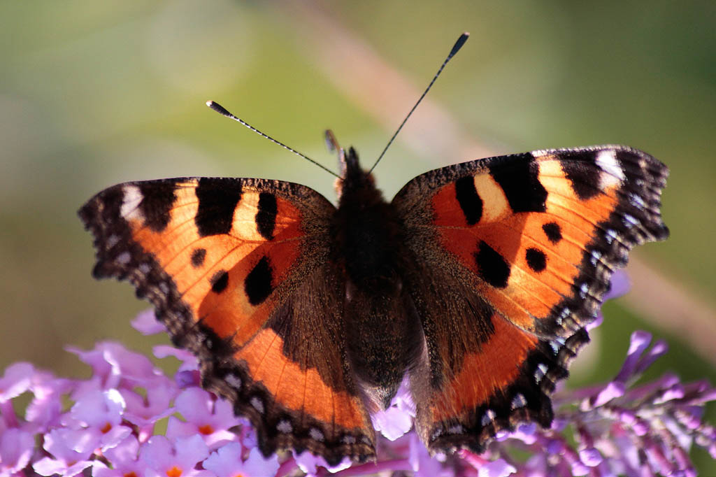 Крапивница (Aglais urticae)