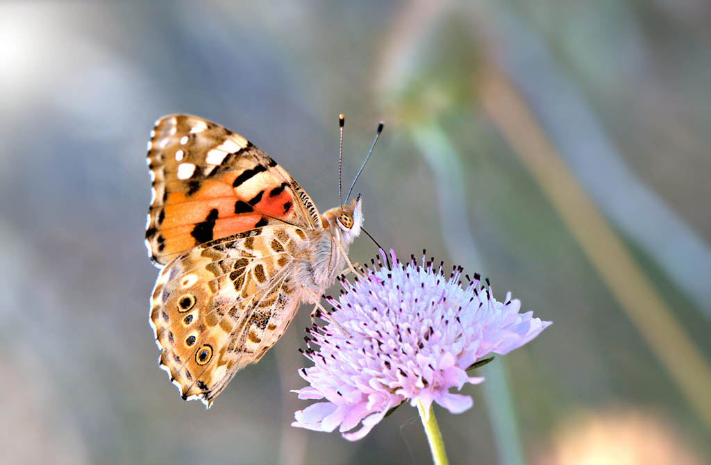 Репейница (Vanessa cardui)