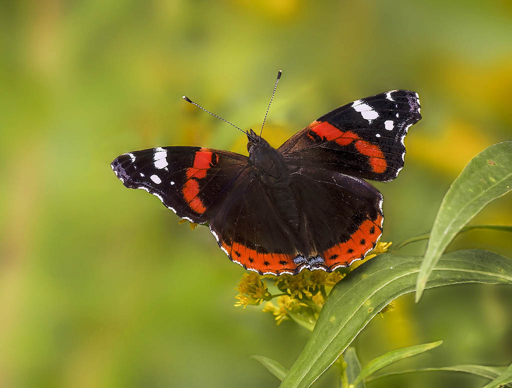 Адмирал (Vanessa atalanta)