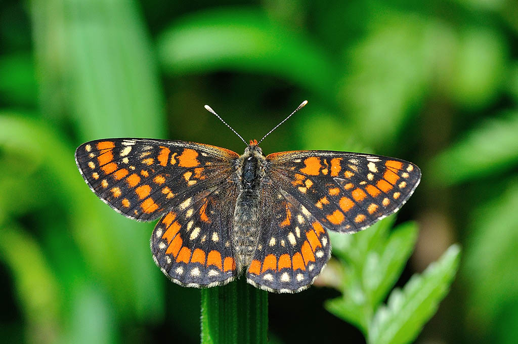 Шашечница Матурна (Euphydryas maturna)