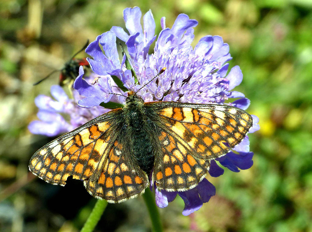 Шашечница промежуточная (Euphydryas intermedia)