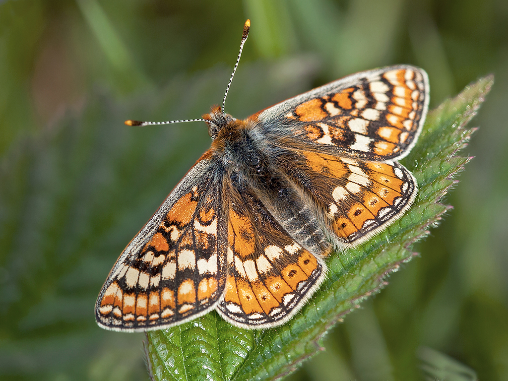 Шашечница Авриния (Euphydryas aurinia)