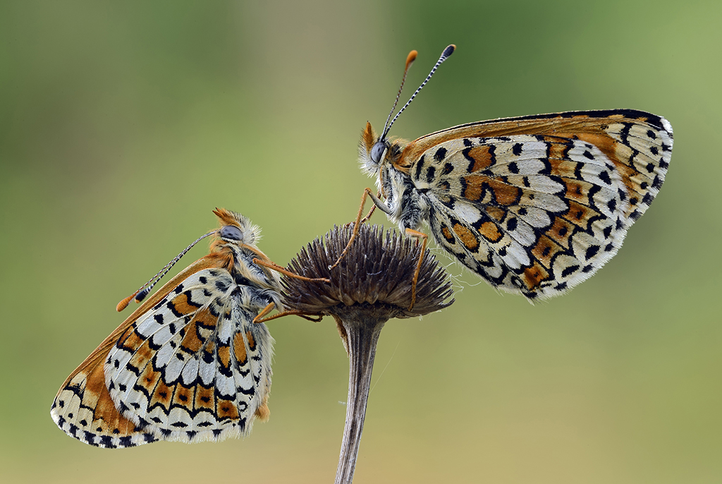 Шашечница Цинксия (Melitaea cinxia)