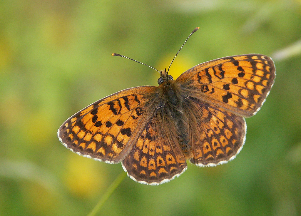 Шашечница горная (Melitaea arduinna)