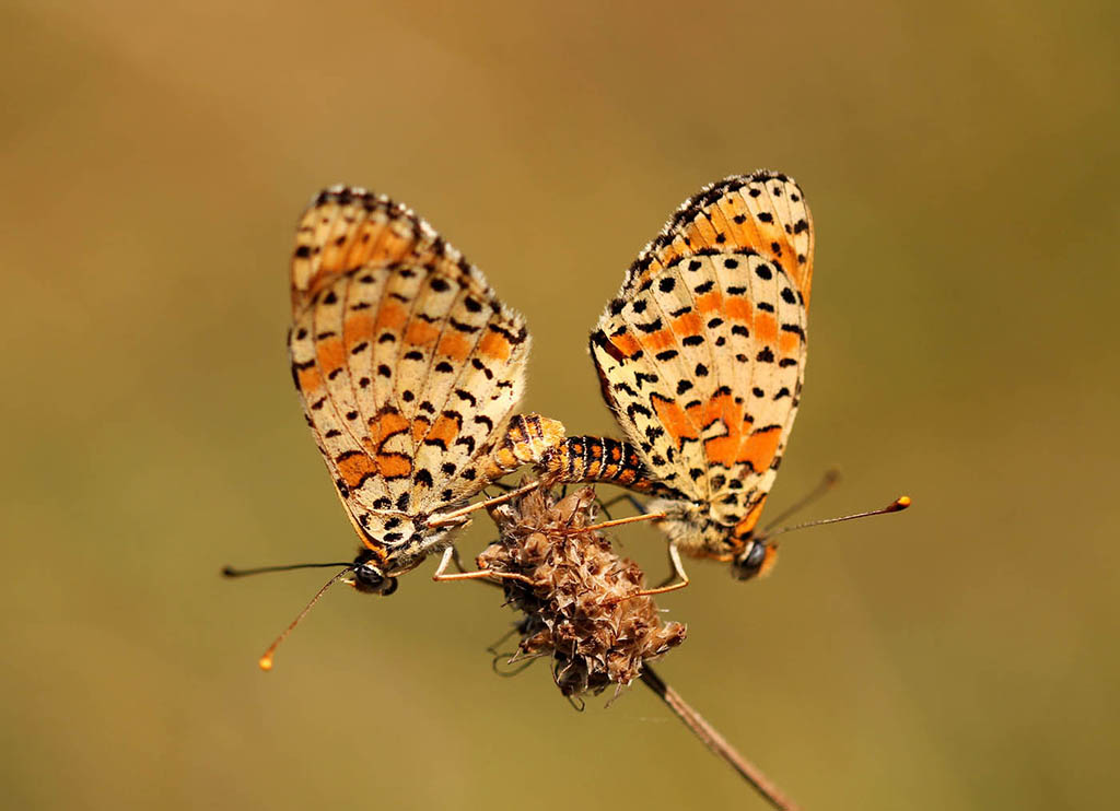 Шашечница красная, или Дидима (Melitaea didyma)