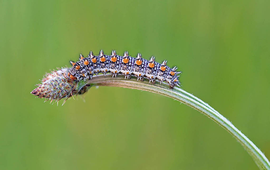 Шашечница красная, или Дидима (Melitaea didyma), гусеница