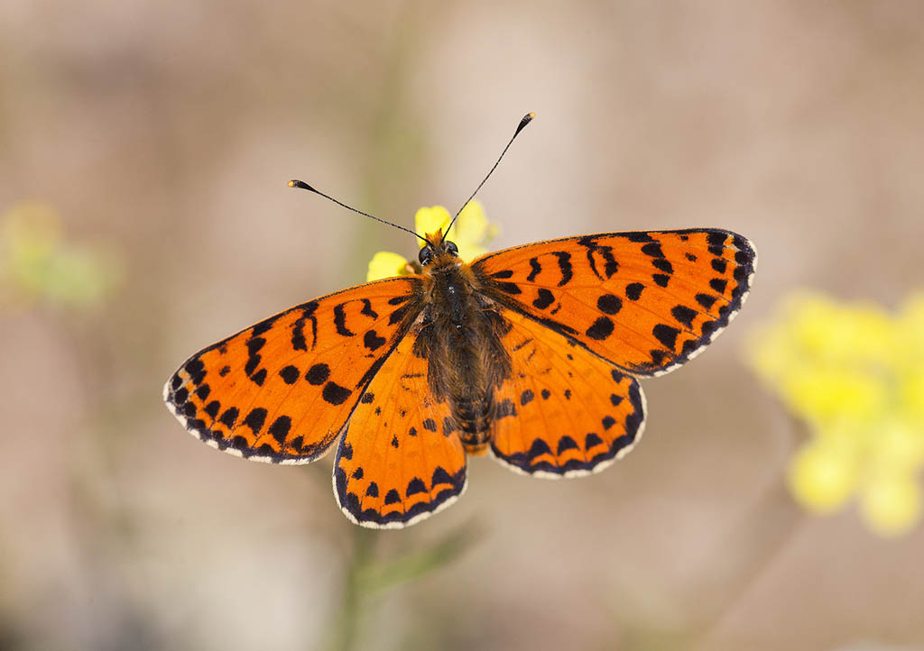 Шашечница Тривия (Melitaea trivia)