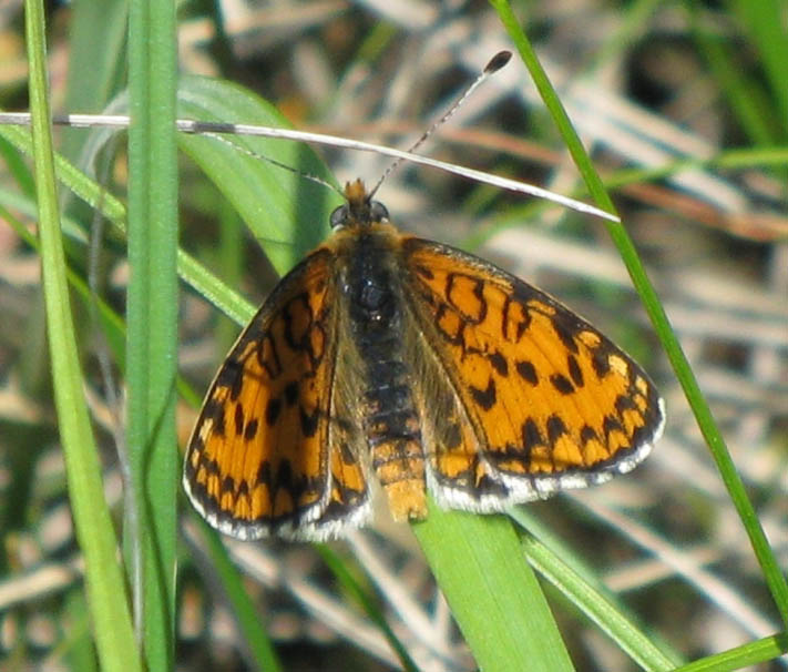 Шашечница Робертса (Melitaea robertsi)