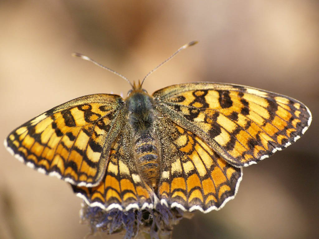 Шашечница Феба (Melitaea phoebe)