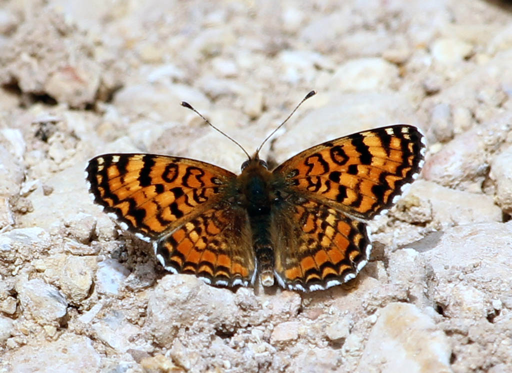 Шашечница пуника (Melitaea punica)