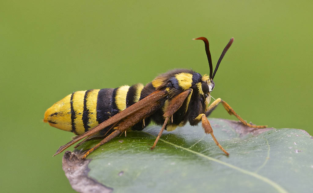 Стеклянница тополевая большая (Sesia apiformis)