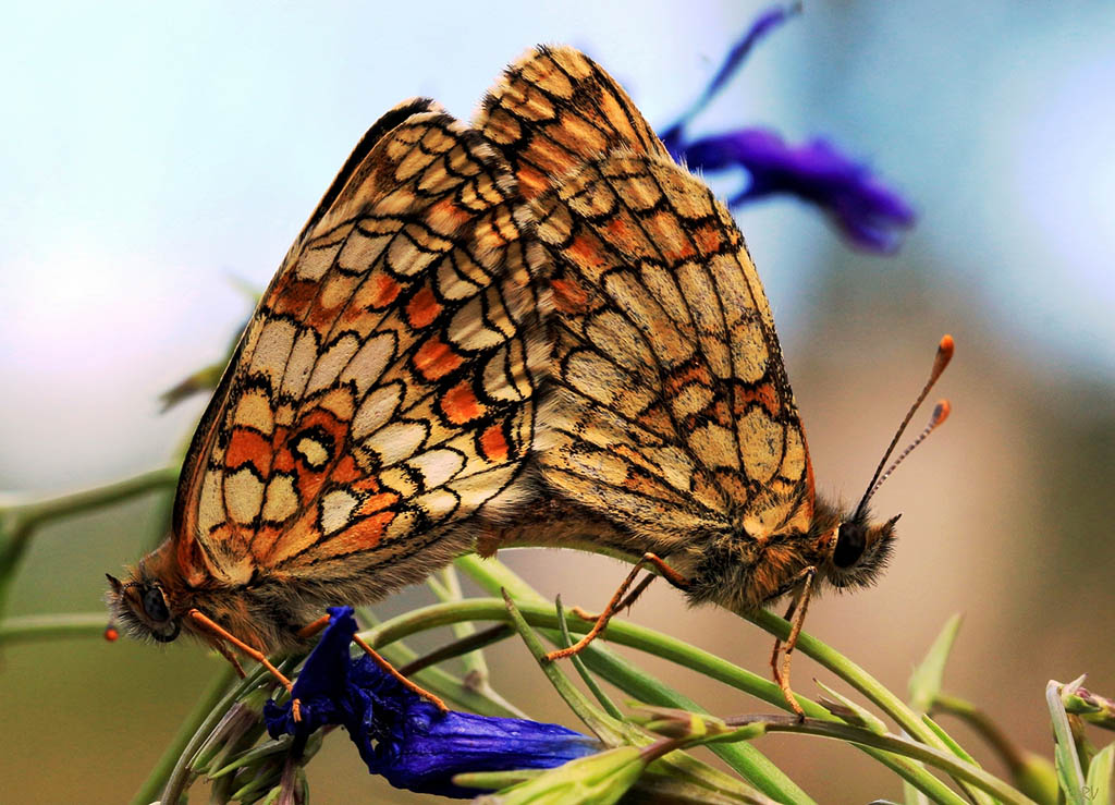 Шашечница Аталия (Melitaea athalia)