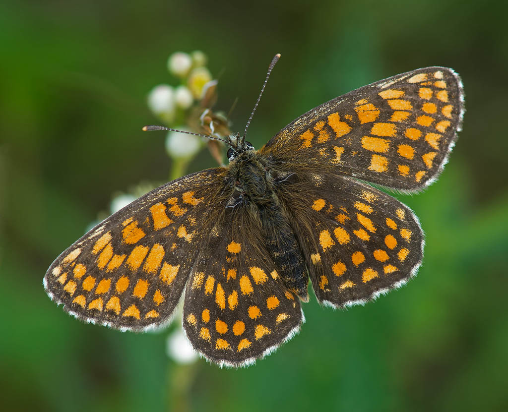 Шашечница Аврелия (Melitaea aurelia)