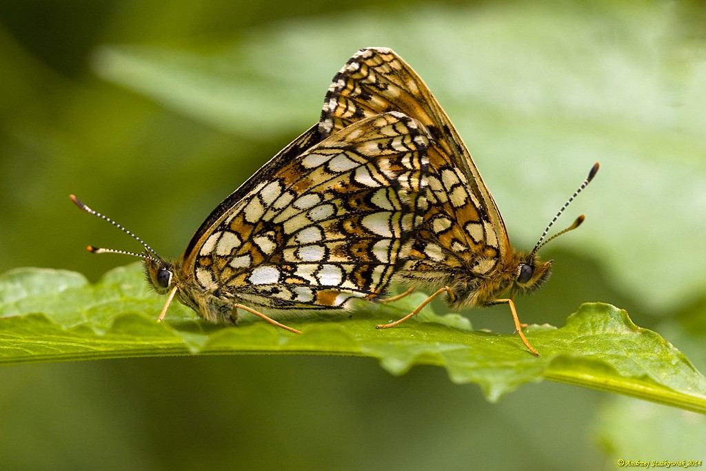 Шашечница черноватая (Melitaea diamina)