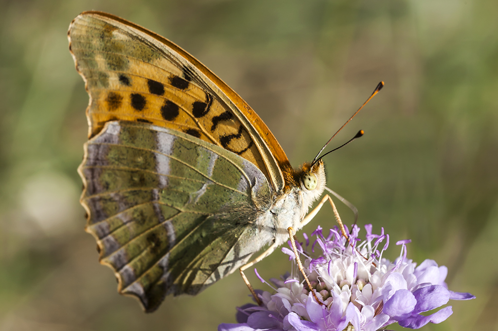 Перламутровка большая лесная (Argynnis paphia)