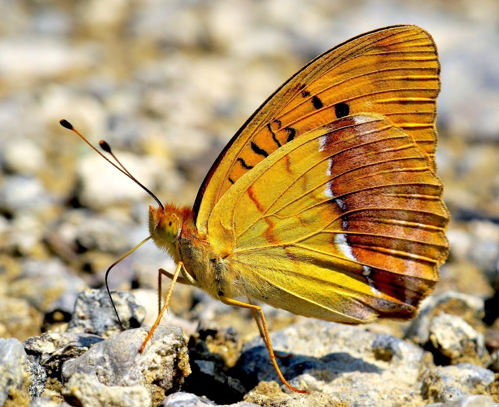 Перламутровка Лаодика (Argynnis laodice)