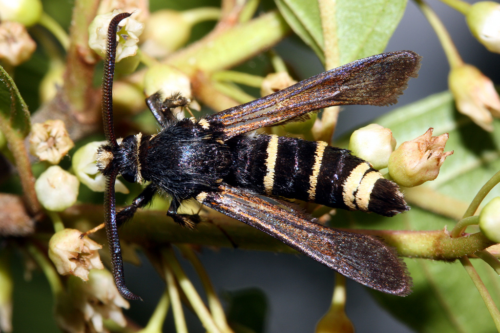 Стеклянница тёмнокрылая (Paranthrene tabaniformis)