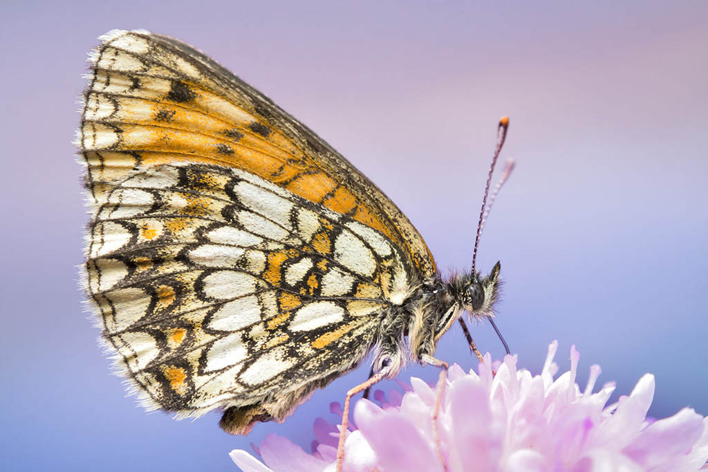 Перламутровка Эвномия (Boloria eunomia)