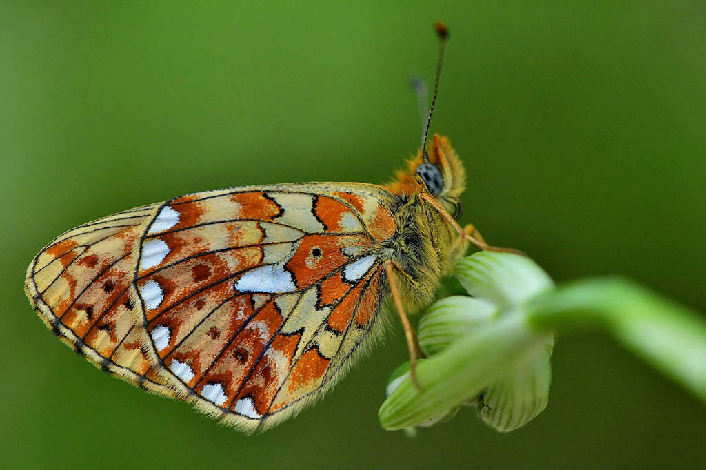 Перламутровка Эфросина (Boloria euphrosyne)