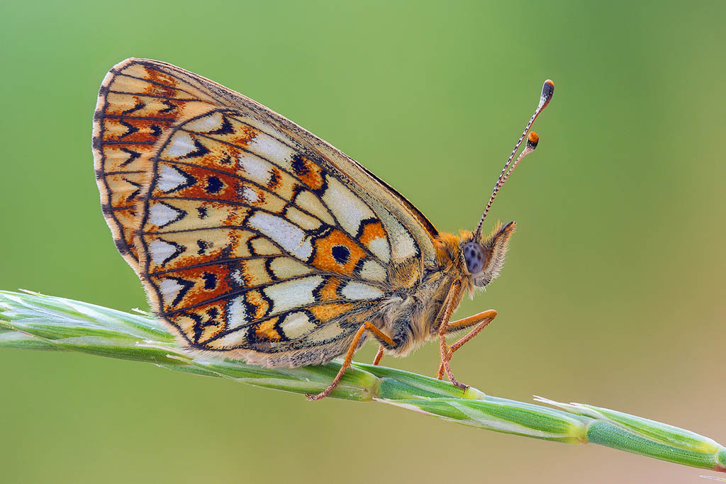 Перламутровка селена (Boloria selene)