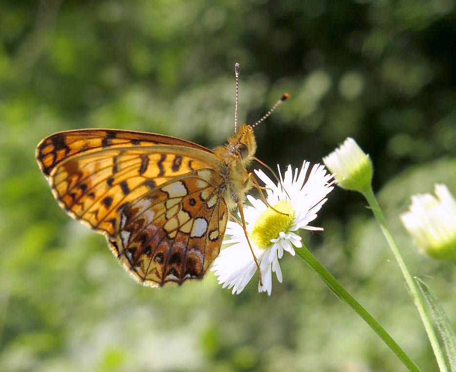 Перламутровка селена восточная (Boloria selenis)