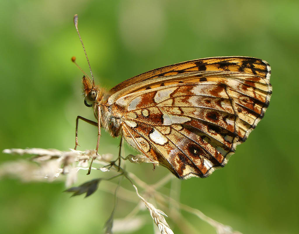 Перламутровка Дия (Boloria dia)