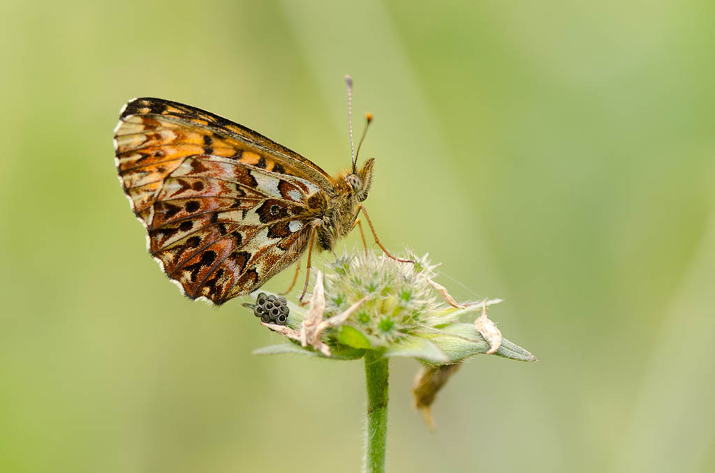 Перламутровка красивая (Boloria titania)